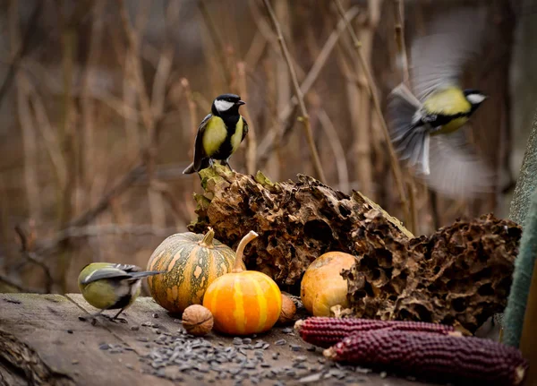 Sevimli büyük meme kuşları sonbahar bahçesindeki eski ahşap masadan ayçiçeği tohumları yiyorlar. Sarı balkabağı darı ve küçük kuşlarla arka planda düş. — Stok fotoğraf