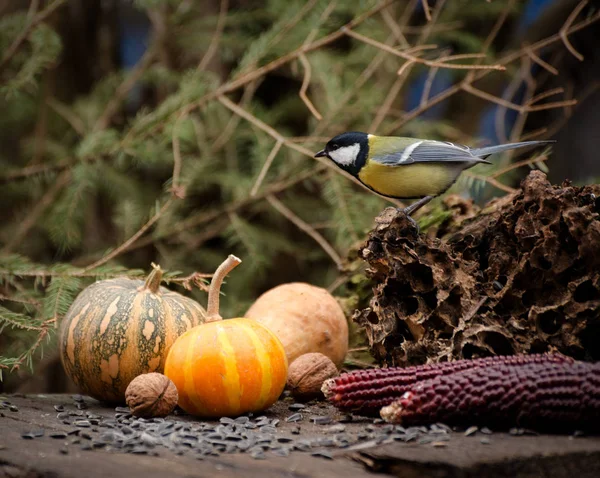 Sevimli büyük meme kuşları sonbahar bahçesindeki eski ahşap masadan ayçiçeği tohumları yiyorlar. Sarı balkabağı darı ve küçük kuşlarla arka planda düş. — Stok fotoğraf