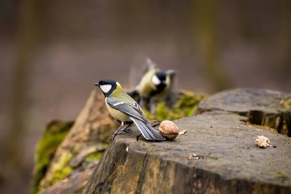 Adorable Great tit birds eating sunflower seeds from old wooden table in autumn garden. Fall background with yellow pumpkin maizes and little birds.