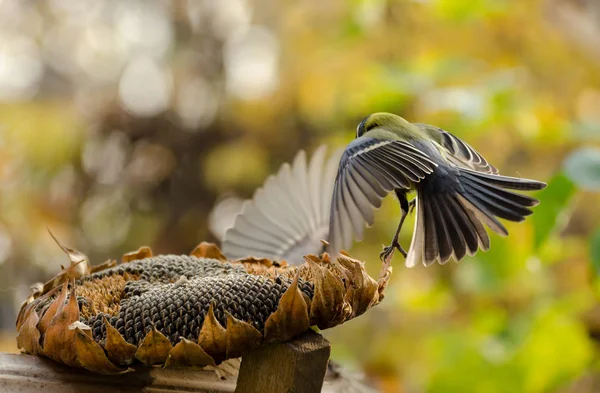 Büyük Göğüs Kuşları Sonbahar Bahçesinde Ayçiçeği Tohumlarını Yiyorlar Tatlı Küçük — Stok fotoğraf