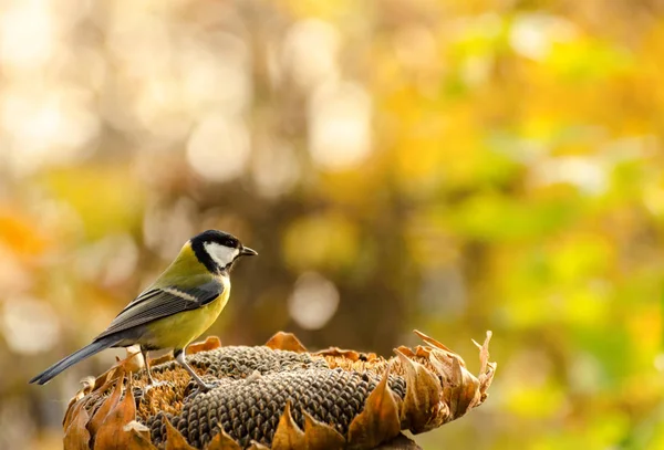 Büyük Göğüs Kuşları Sonbahar Bahçesinde Ayçiçeği Tohumlarını Yiyorlar Tatlı Küçük — Stok fotoğraf
