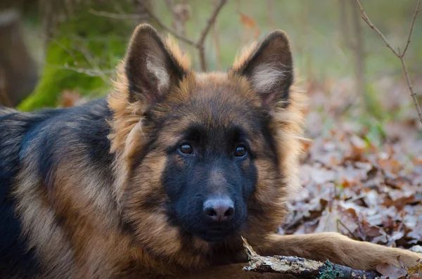 Młody Puszysty Owczarek Niemiecki Szczeniak Sześciomiesięczny Leżący Lesie Portret Psa — Zdjęcie stockowe