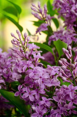Güzel mor leylak çiçekleri. Leylak bahar çiçeklerinin makro fotoğrafı. Çiçek arka planı.
