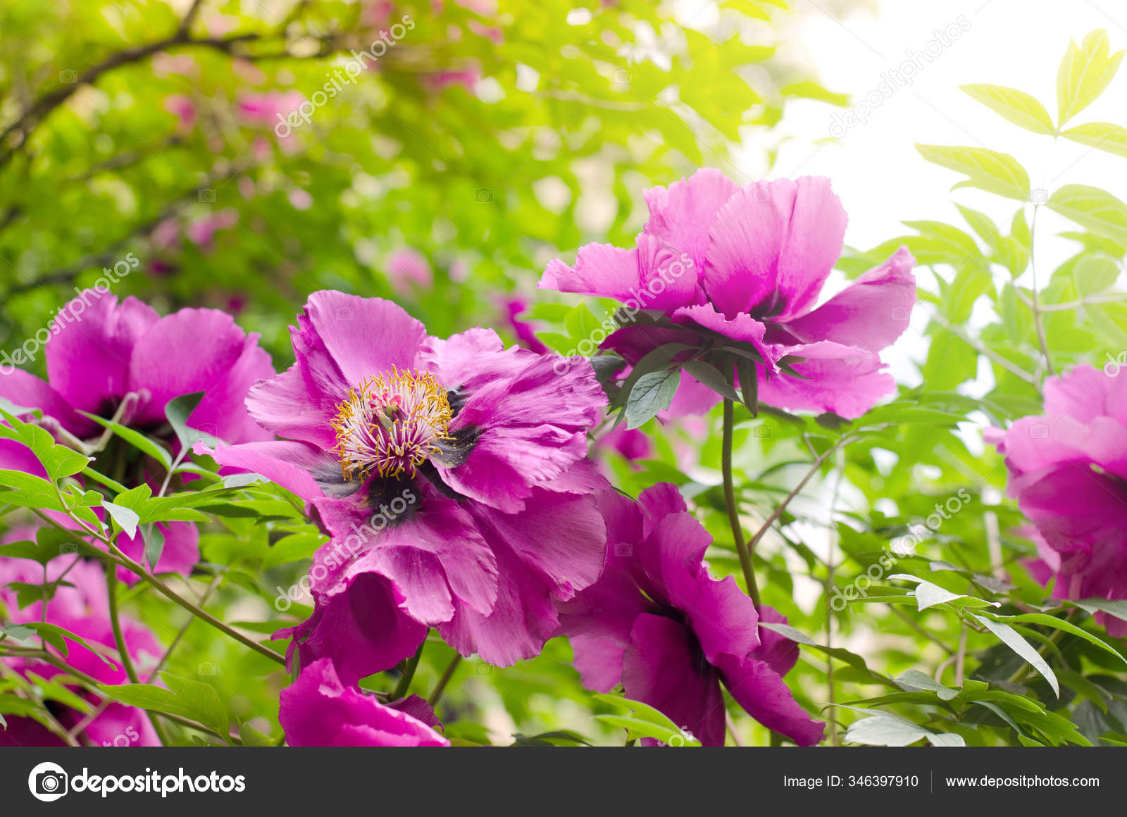 夏の庭で成長する美しい穏やかなピンクの牡丹の花と花の壁紙 山の木の牡丹を閉じる ストック写真 C Anutaray 346397910