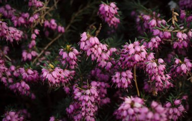 Bahar güneşiyle dolu güzel mor bir kenevir örtüsü. Yumuşak odaklı doğal mevsimsel arkaplan