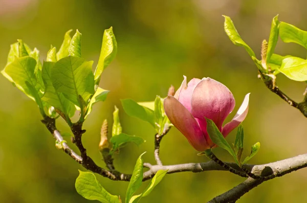 Vackra Magnoliaträd Blommar Våren Jentle Magnolia Blomma Mot Solnedgången Ljus — Stockfoto