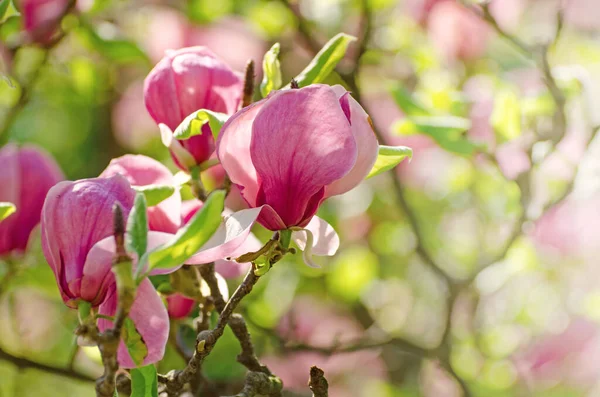 Bela Árvore Magnólia Floresce Primavera Flor Magnólia Jentle Contra Luz — Fotografia de Stock