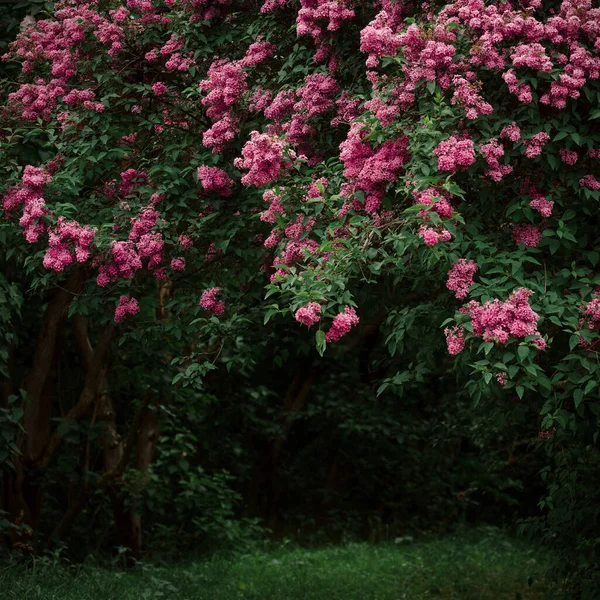 庭の美しい紫色のライラックの茂み ダークムーディーヒップスター花の背景 — ストック写真