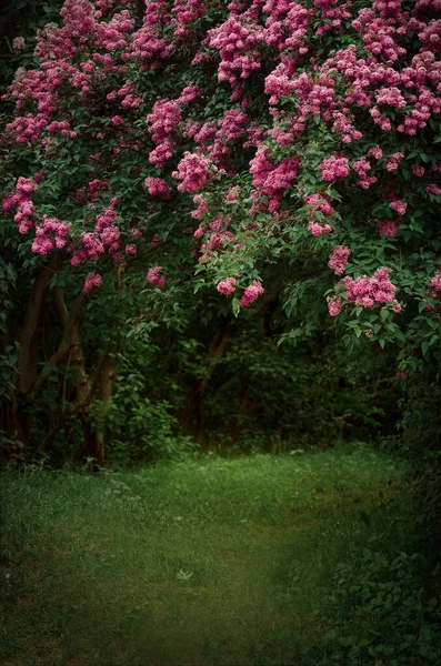 庭の美しい紫色のライラックの茂み ダークムーディーヒップスター花の背景 — ストック写真