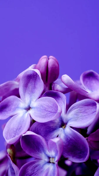 Hermosas Flores Lila Púrpura Sobre Fondo Violeta Macro Foto Flores —  Fotos de Stock
