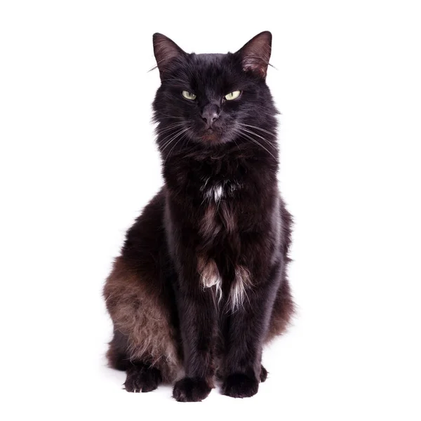 Retrato Belo Gato Preto Fofo Bonito Fundo Branco — Fotografia de Stock