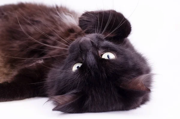 Retrato Hermoso Gato Negro Mullido Lindo Acostado Boca Abajo Sobre —  Fotos de Stock