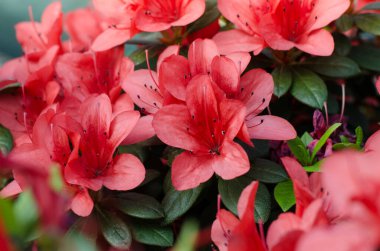 Kyiv 'deki botanik bahçesinde çiçek açan güzel, canlı açelya çiçeği..