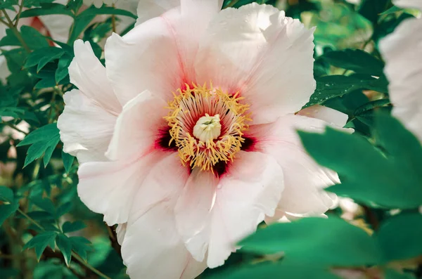 Papel Parede Floral Com Bela Flor Peônia Rosa Suave Crescendo — Fotografia de Stock