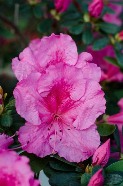 Frumos Vibrant Azalea Floare Înflorind Grădina Botanică Kiev — Fotografie, imagine de stoc