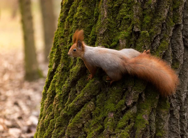 Schöne Rote Flauschige Eichhörnchen Fressen Große Walnuss Herbstlichen Wald Kurioses — Stockfoto