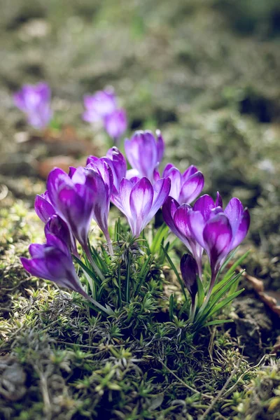 Spring background with beautiful violet crocuses in the garden. Cinema filter toned photo.