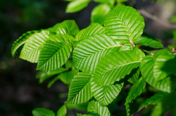 新鮮な緑のコリルスの葉 森の中にジューシーなヘーゼルナッツの葉 春の自然 — ストック写真