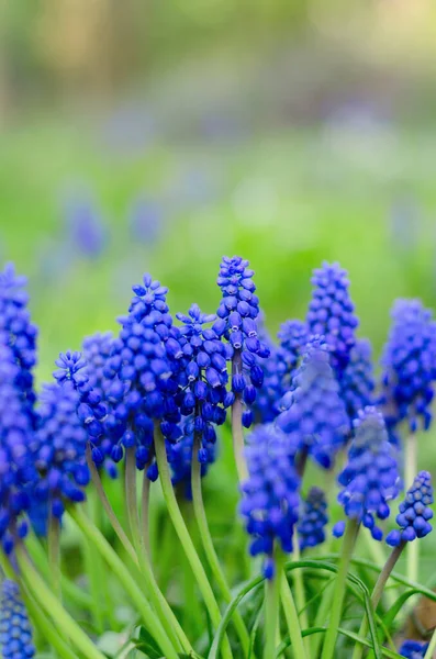 Beautiful Muscari Flowers Hyacinth Family Spring Floral Background — Stock Photo, Image