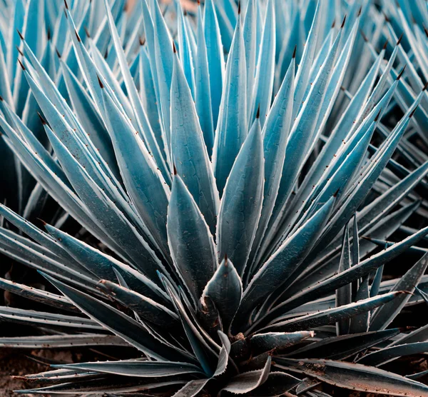 Plantas Agave Palmeras Suculentas Jardín Tropical Patrón Abstracto Plantas —  Fotos de Stock