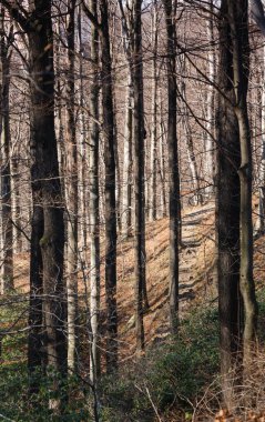 Sonbahar Ormanı 'nda Sabah. Uzun ağaçlı, dengesiz bir arka plan. Sonbahar Sezonu Arkaplanı.