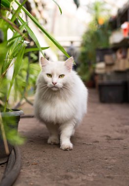 Beautiful white fluffy Turkish angora cat lives in a greenhouse. Domestic pet portrait. clipart