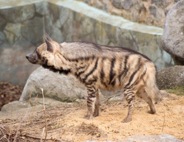 Genç Çizgili Sırtlan, Crocuta, Tüm İhtişamı 'nda. Hayvanat Bahçesindeki Vahşi Afrika Hayvanı.