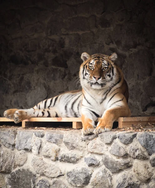 Πορτρέτο Της Νεαρής Όμορφης Τίγρης Που Αναπαύεται Στο Έδαφος Αυλή — Φωτογραφία Αρχείου