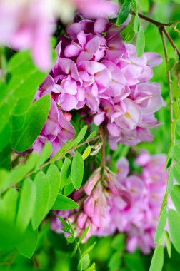 Güzel Rose Acacia, Robinia psödoacia, Bahar Bahçesinde Açan. Robinia Viscosa yakın çekim. Taze yeşil yapraklı bahar mevsimlik arka planı.