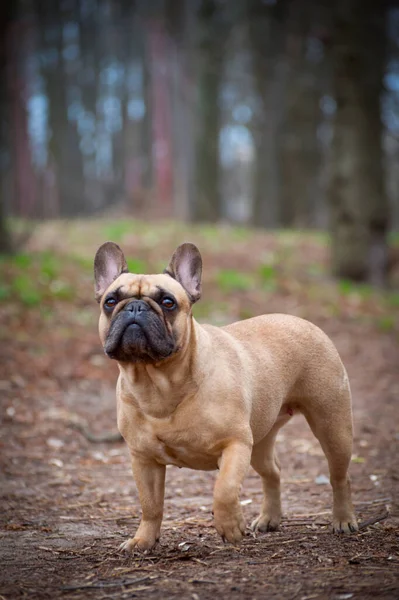 Adorável Fawn Colorido Bulldog Francês Andando Floresta — Fotografia de Stock