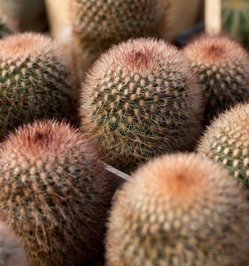 Sıcak bir evde çöl gibi kaktüsleri olan doğal bir geçmişi var. Bitkilerin soyut deseni.