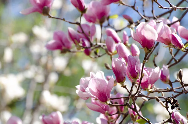 Lkbaharda Güzel Manolya Ağaçları Çiçek Açar Gün Batımına Karşı Manolya — Stok fotoğraf