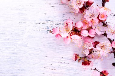 Beyaz ahşap bir yüzeyde güzel pembe kayısı çiçeği dalları. Çin Yeni Yıl sembolü.