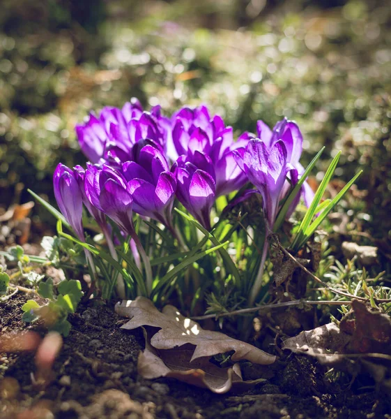 Jarní Pozadí Krásnými Fialovými Krokusy Zahradě Fotografie Filtrem Kina — Stock fotografie