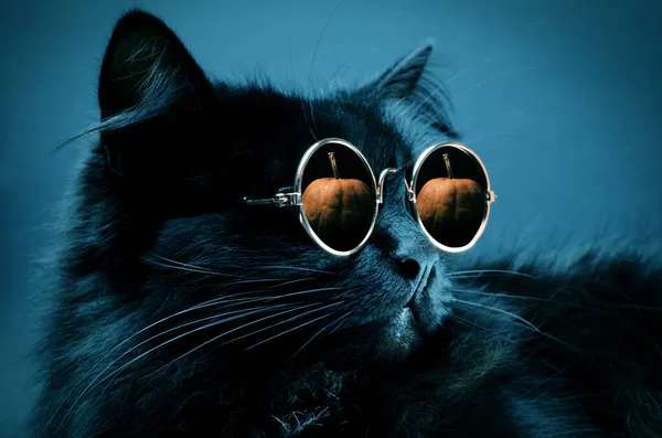 Portrait Gorgeous Fluffy Black Cat Wearing Moony Sunglasses Pumpkin Reflection — Stock Photo, Image