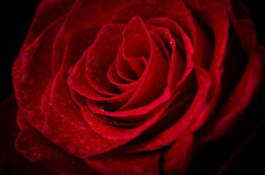 Karanlıktaki güzel kırmızı gülü kapat. Çiy damlalarıyla kaplı gül yaprakları. Karanlık, karamsar çiçek arkaplanı. Çiçeğin makro fotoğrafı.