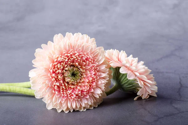 Élégante Gerbera Rose Sur Fond Gris Modèle Floral Carte Vœux — Photo