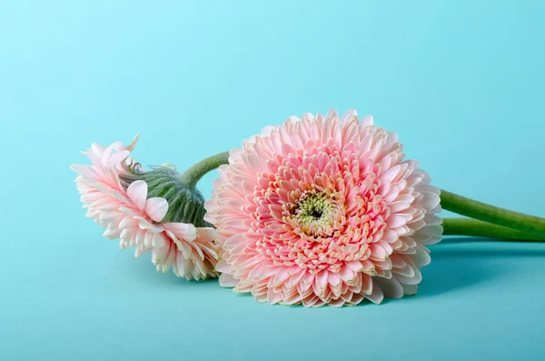 Elegant Pink gerbera on a turquoise color background. Romantic greeting card floral template with space for text.