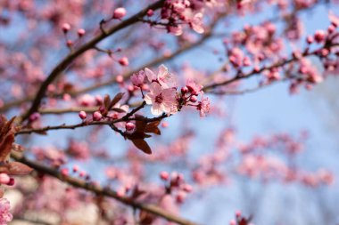 Güzel Pembe Kiraz Erikli Soyut Arkaplan, Prunus Cerasifera Nigra, ilkbaharın başlarında çiçek açıyor. Dekoratif Peyzaj Tasarımı Ağacı.