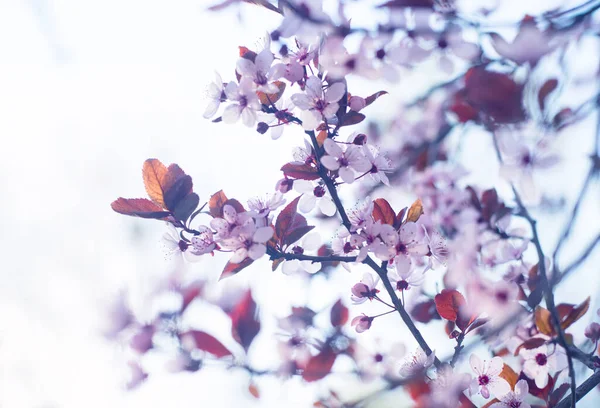 Güzel Pembe Kiraz Erikli Soyut Arkaplan Prunus Cerasifera Nigra Ilkbaharın — Stok fotoğraf