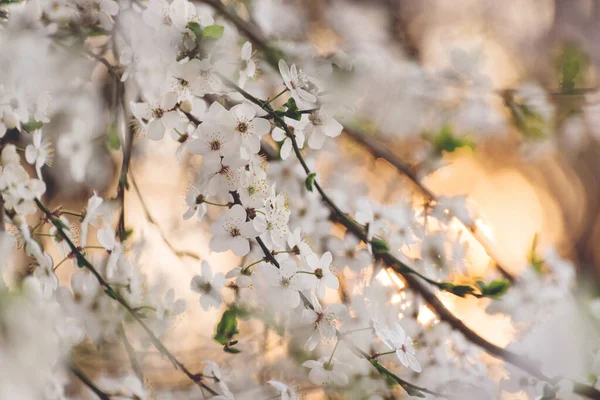 Erik Ağacı Gün Batımında Çiçek Açar Beyaz Bahar Çiçekleri Yakın — Stok fotoğraf