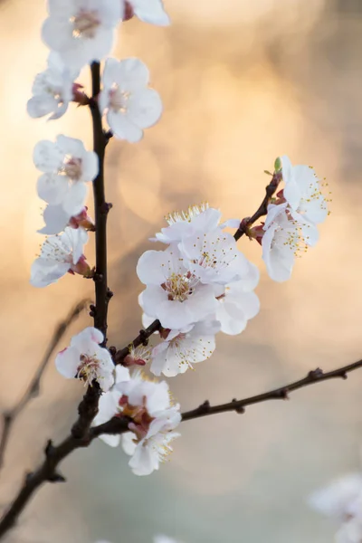 Alperce Rosa Brilhante Florescendo Jardim Primavera Fundo Sazonal Focado Seletivo — Fotografia de Stock