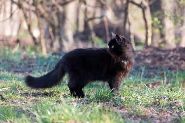 Güzel, pofuduk, siyah bir kedinin portresi. Sokakta yerde oturuyor..