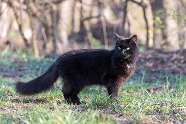 Güzel, pofuduk, siyah bir kedinin portresi. Sokakta yerde oturuyor..