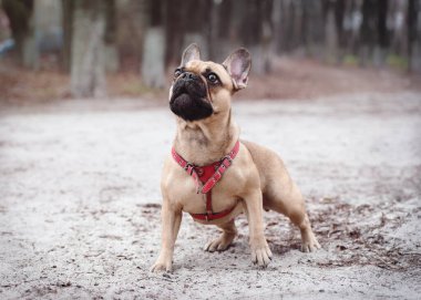 Sevimli Fawn Renkli Fransız Bulldog 'u ormanda yürüyor.