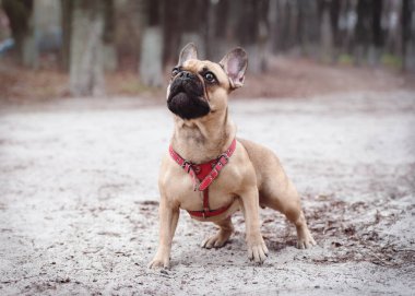 Adorable Fawn Colored French Bulldog walking in the Forest. clipart