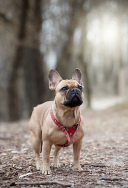 Sevimli Fawn Renkli Fransız Bulldog 'u ormanda yürüyor.