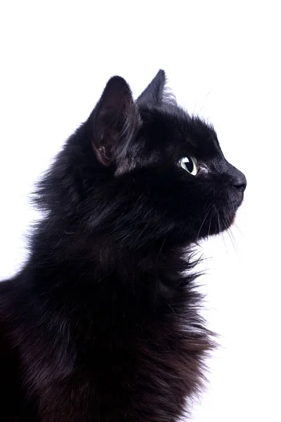 Retrato Perfil Hermosos Arañazos Gato Negro Mullido Lindo Con Pata —  Fotos de Stock