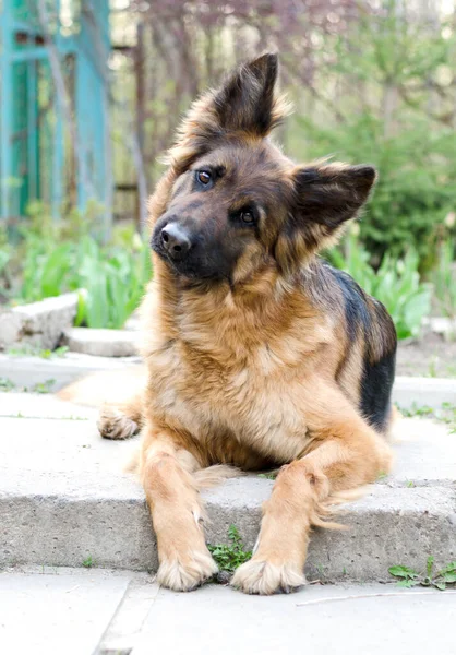 Pół Twarz Portret Ciekawy Owczarek Niemiecki Pies Czystorasowy Leżący Podwórku — Zdjęcie stockowe