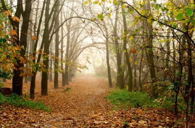 Sonbahar Ormanı 'nda Fantastik Gizemli Sabah. Renkli Ağaçlarla Karamsar Arkaplan. Sonbahar mevsimsel arka planı.